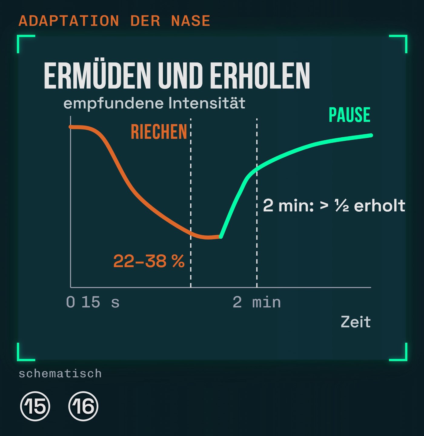 Ermüden und Erholen der Nase: Intensität fällt auf 22–38 %, nach 2 Minuten mehr als zur Hälfte erholt (schematisch nach [15][16])