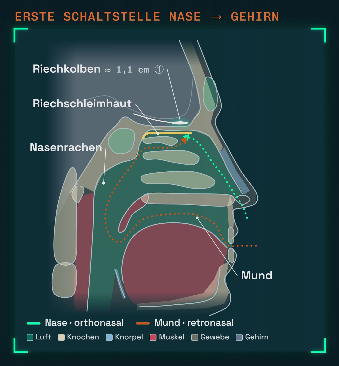 Kopf im Längsschnitt: Riechschleimhaut, Riechkolben (≈ 1,1 cm, maßstäblich [27]) und die beiden Wege der Duftstoffe; eigene Zeichnung nach Gray's Anatomy, Fig. 994 (gemeinfrei)