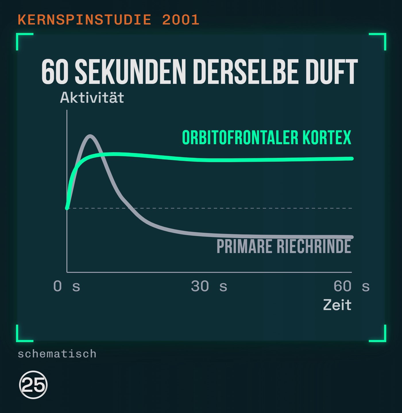 60 Sekunden derselbe Duft: primäre Riechrinde und orbitofrontaler Kortex (schematisch nach [25])